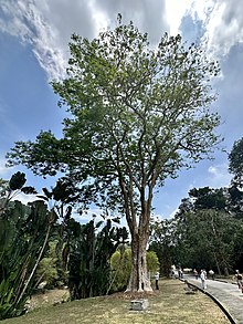 Pterocarpus indicus, Burmese rose wood tree in the Penang Botanic Garden Pterocarpus indicus, Burmese rose wood tree in the Penang Botanic Garden.jpg