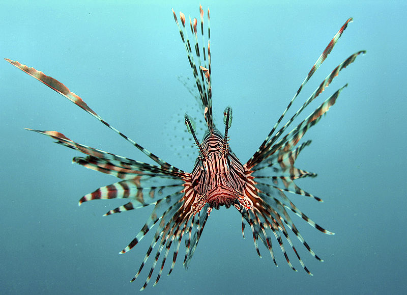 File:Pterois volitans colour corrected.jpg