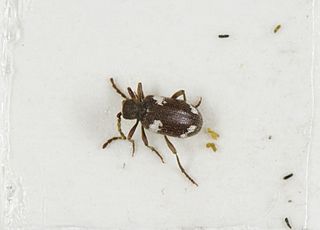 <i>Ptinus sexpunctatus</i> Species of beetle