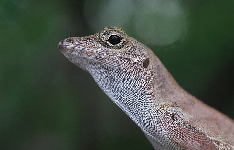 File:Puerto Rican Crested Anole Close Up.jpg