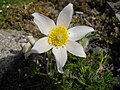 Pulsatilla vulgaris 'Alba'