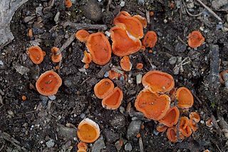 <i>Pulvinula</i> Genus of fungi