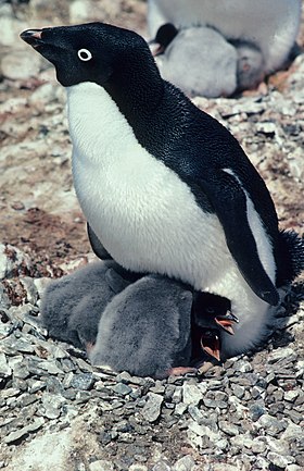 Pinguim-de-adélia