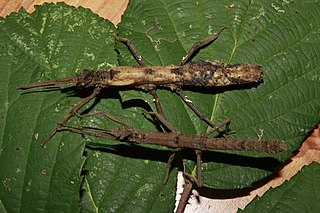 <i>Pylaemenes mitratus</i> Species of stick insect