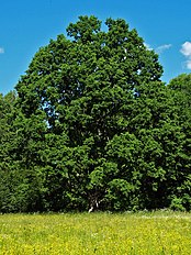 Pedunculate (common) oak in conical form