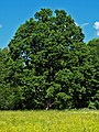 Pedunculate oak.