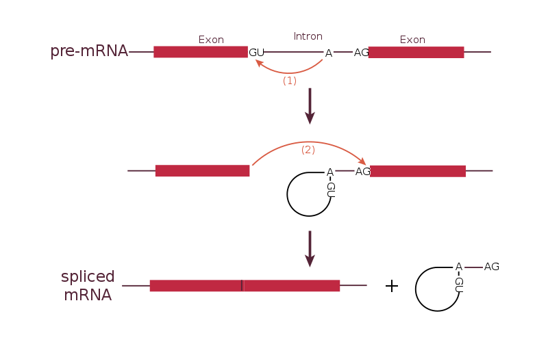 File:RNA splicing reaction.svg