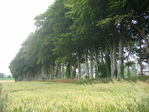 Beeches grown as a wind break around a now derelict farm on the Pays de Caux plateau.