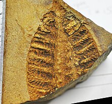 Rangea scheiderhoehni from the Ediacaran Kliphoek Member of Dabis Formation on farm Aar, near Aus, Namibia Rangea scheiderhoehni 3.jpg