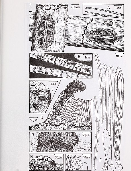 File:Recent research on conifer needle diseases - conference proceedings, October 14-18, 1984, Gulfport, Mississippi (1986) (20546867696).jpg