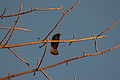 Bubalornis niger
