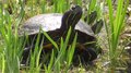 File:Red-eared slider (Trachemys scripta elegans) in Tokyo.webm