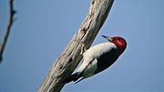 Thumbnail for File:Red-headed Woodpecker (8433474671).jpg
