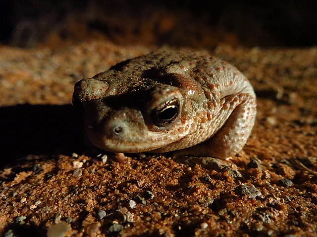 File:Red-spotted_Toad_(9444366669).jpg