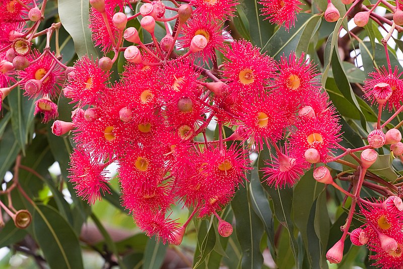 File:Red Flowers-05+ (349464366).jpg