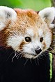 Red Panda (18953267214).jpg