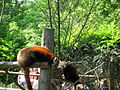 Red Panda and Young At Dublin Zoo. - geograph.org.uk - 1221127.jpg