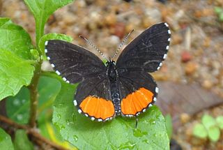 Talicada nyseus, the red Pierrot, is a small but striking butterfly found in the Indian subcontinent and South-East Asia belonging to the lycaenids, or blues family. The red Pierrots, often found perching on its larva host plant, Kalanchoe, are usually noticed due to their striking patterns and colors.