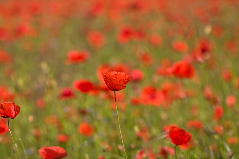 File:Red field (37748313401).jpg