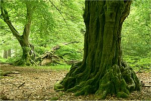 Hainbuche: Name, Merkmale, Vorkommen