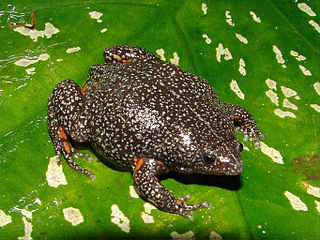 <i>Elachistocleis pearsei</i> Species of amphibian