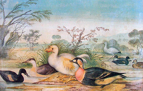 La pintura d'un dodo blanc de finals del segle xvii de Pieter Withoos, la primera d'aquestes pintures que es va descobrir