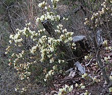 Rhododendron keiskei.JPG