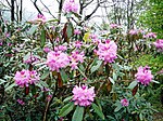 Pontisk Rododendron