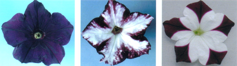 File:Rnai phenotype petunia crop.png