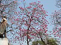 Miniatura para Tabebuia rosea