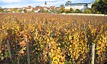 Romanée-Saint-Vivant