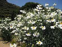 Romneya coulteri