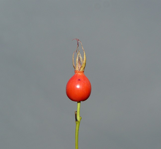 File:Rosa majalis fruit (01).jpg