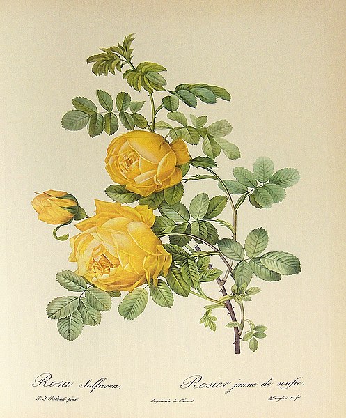 Rosa hemisphaerica (syn.: Rosa sulphurea), watercolor by Pierre-Joseph Redouté (1759–1840).