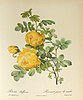 Pierre-Joseph Redouté: Rosa sulfurea / Rosier jaune de soufre (aus: Les Roses, 1817–1824)