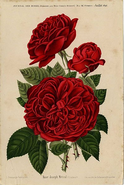 File:Rose Joseph Métral.jpg