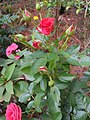 Rose Plant with flower buds
