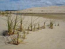 Ficinia spiralis spreads asexually with runners in the sand. RowOfPlants.JPG