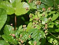 Rubus-hispidus-Acadia.jpg