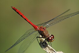 Sympetrum rubicundulum