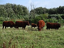 Ruby Red Devon cattle used for conservation grazing; on Rushy Bay Green, Bryher.