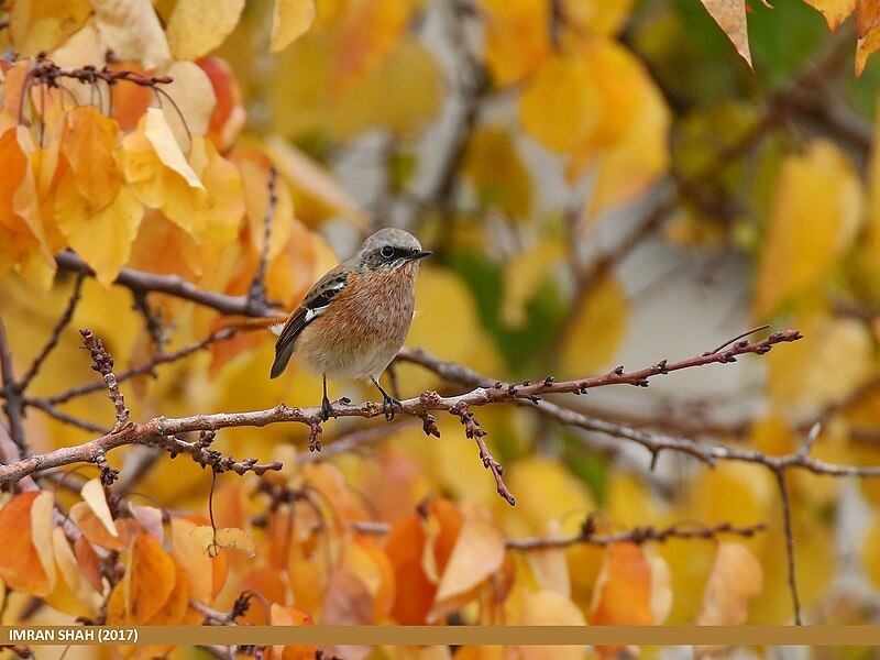 File:Rufous-backed Redstart (Phoenicurus erythronotus) (24890747397).jpg