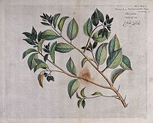 Prune Runeala (Flacourtia cataphracta Roxb.); branche avec lea Wellcome V0042643.jpg