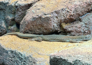 <span class="mw-page-title-main">Rusty desert monitor</span> Species of lizard