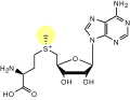 Vignette pour S-Adénosylméthionine