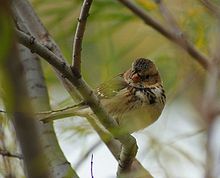 The immature Harris's sparrow has a brown striped head as opposed to the black striped head of the mature breeding bird. Note the orange bill. SKbird3.jpg
