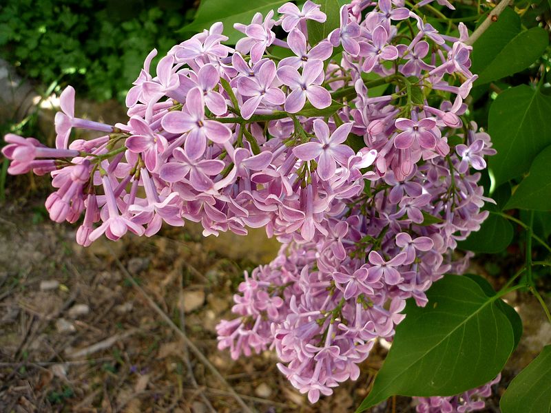 File:SYRINGA VULGARIS - AGUDA - IB-098 (Lilà).JPG