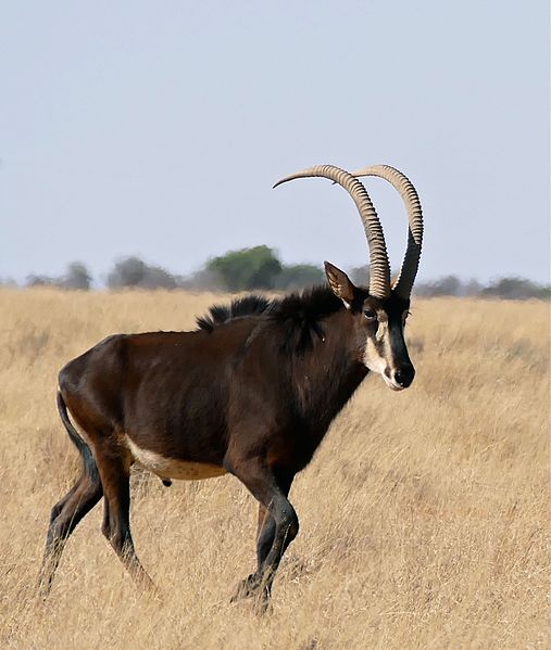 File:Sable (Hippotragus niger) male (32306960473).jpg