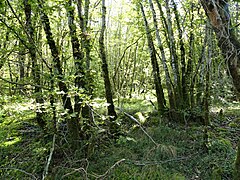 Sous-bois à Salignac-Eyvigues, près du Pas du Loup.