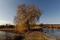 * Nomination Silberweide (Salix Alba) Winter, Mittelfranken, Bayern --Hans-Jürgen Neubert 10:53, 24 February 2018 (UTC) * Promotion Good quality. Latin name like in italics.--Famberhorst 16:37, 24 February 2018 (UTC)